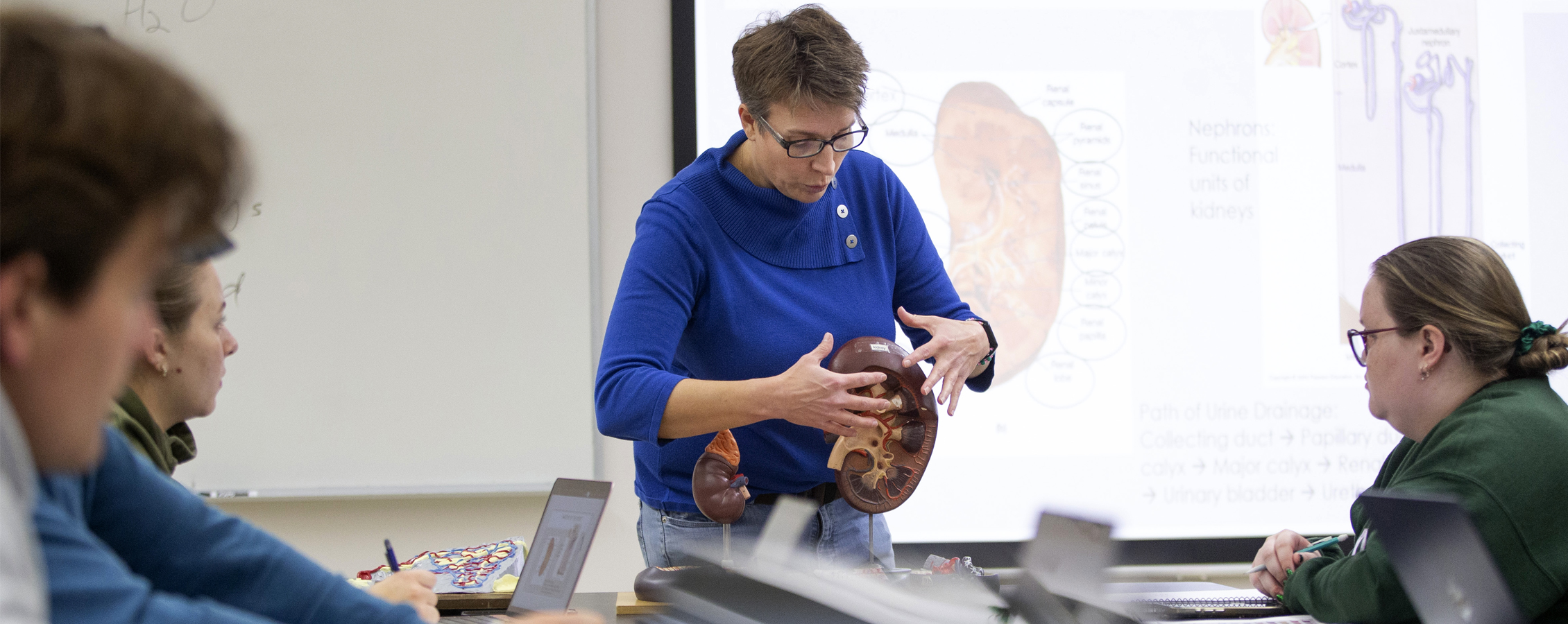 Female instructor at front of classroom gesturing toward body part model.