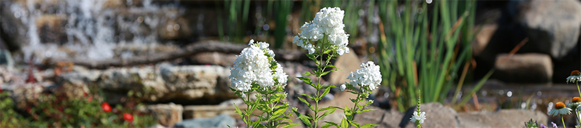 UW-Whitewater FPM flowers with waterfall in background