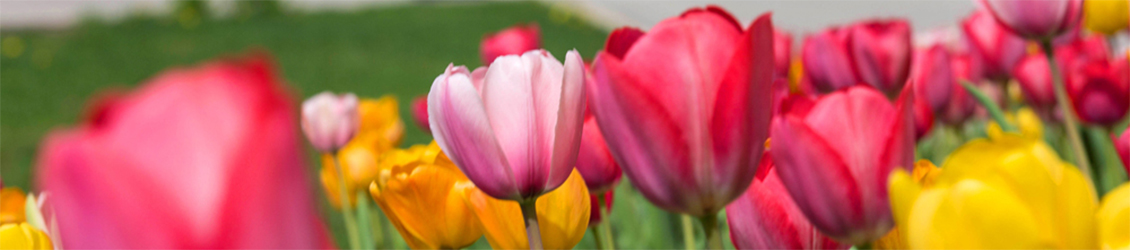 UW-Whitewater FPM pink and gold tulips