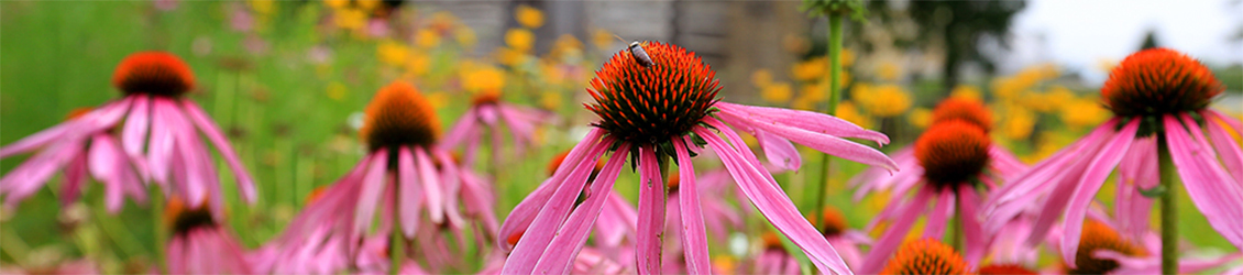 UW-Whitewater FPM flowers with insect