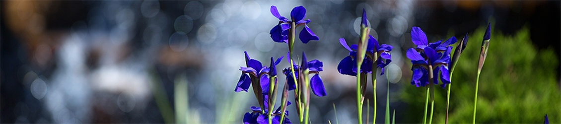 UW-Whitewater FPM purple flowers with waterfall in background