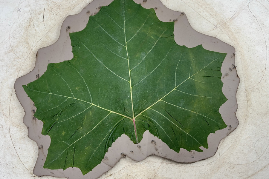 Leaf in and clay