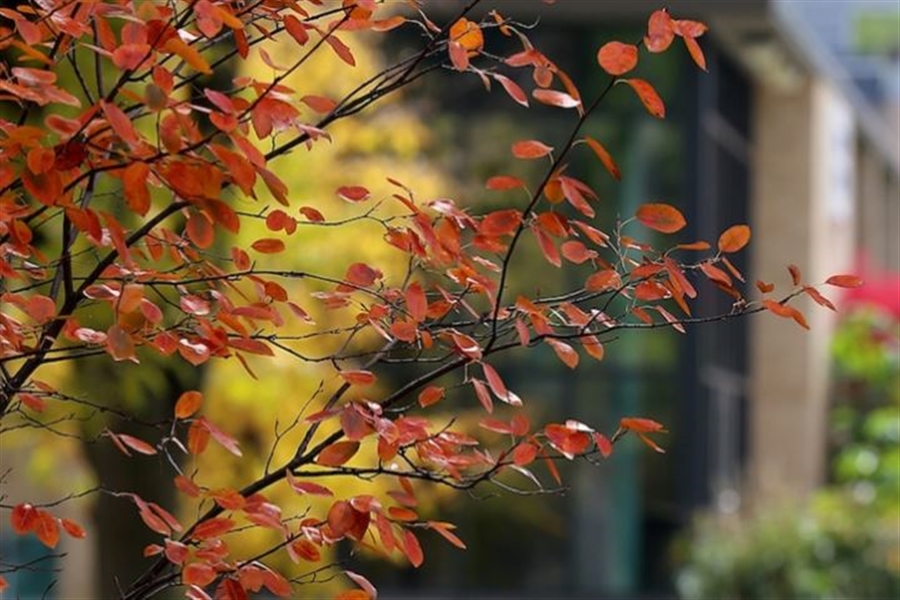 Red leaves on tree in the fall on UWW campus.