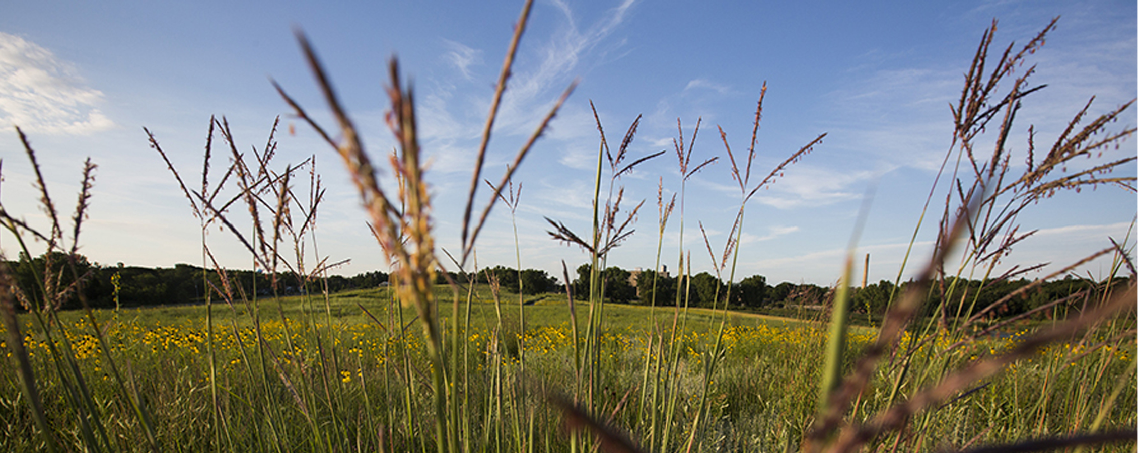 Prairie grasses against a blue sky.