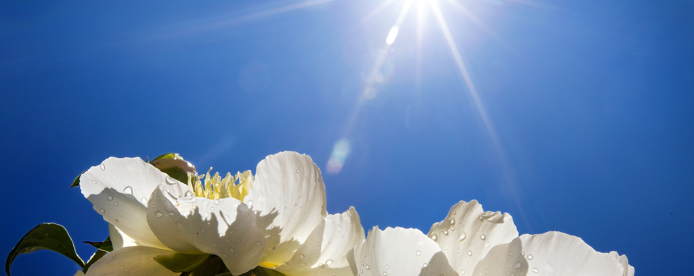 Photo of sun shining on white flowers.