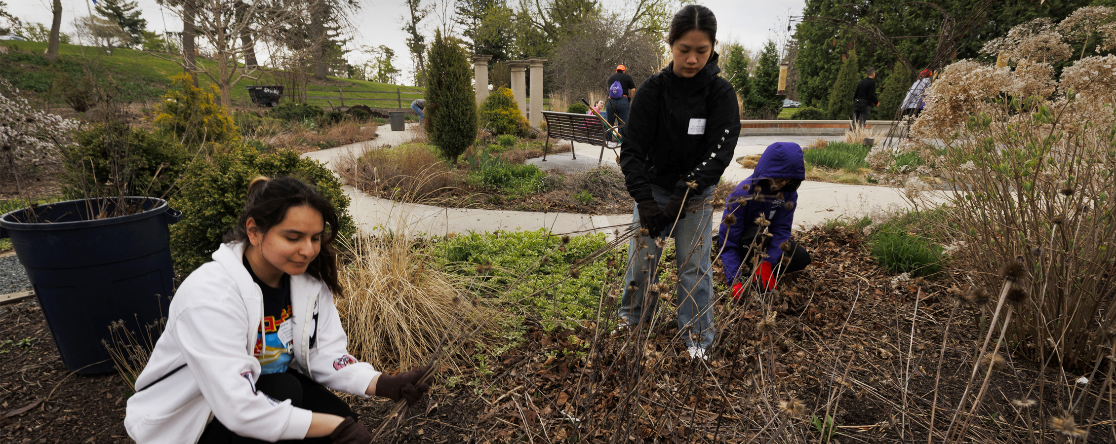 Students pulling weeds in campus garden.