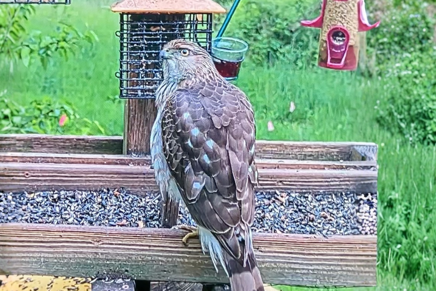 Photo of a Cooper Hawk.