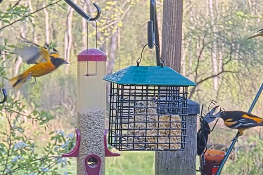 Photo of birds in cages.