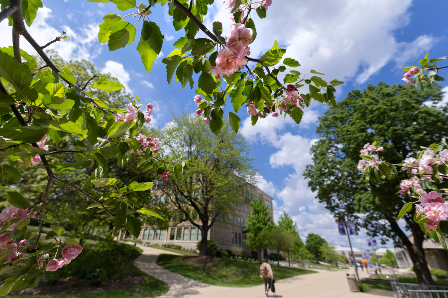 Photo of trees during spring time.