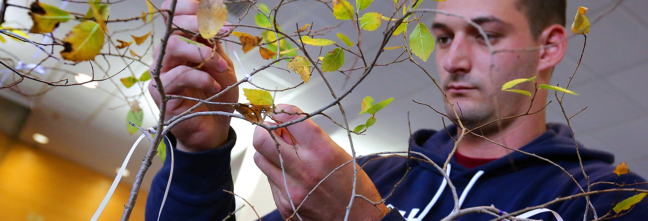 Person tying a knot on a tree