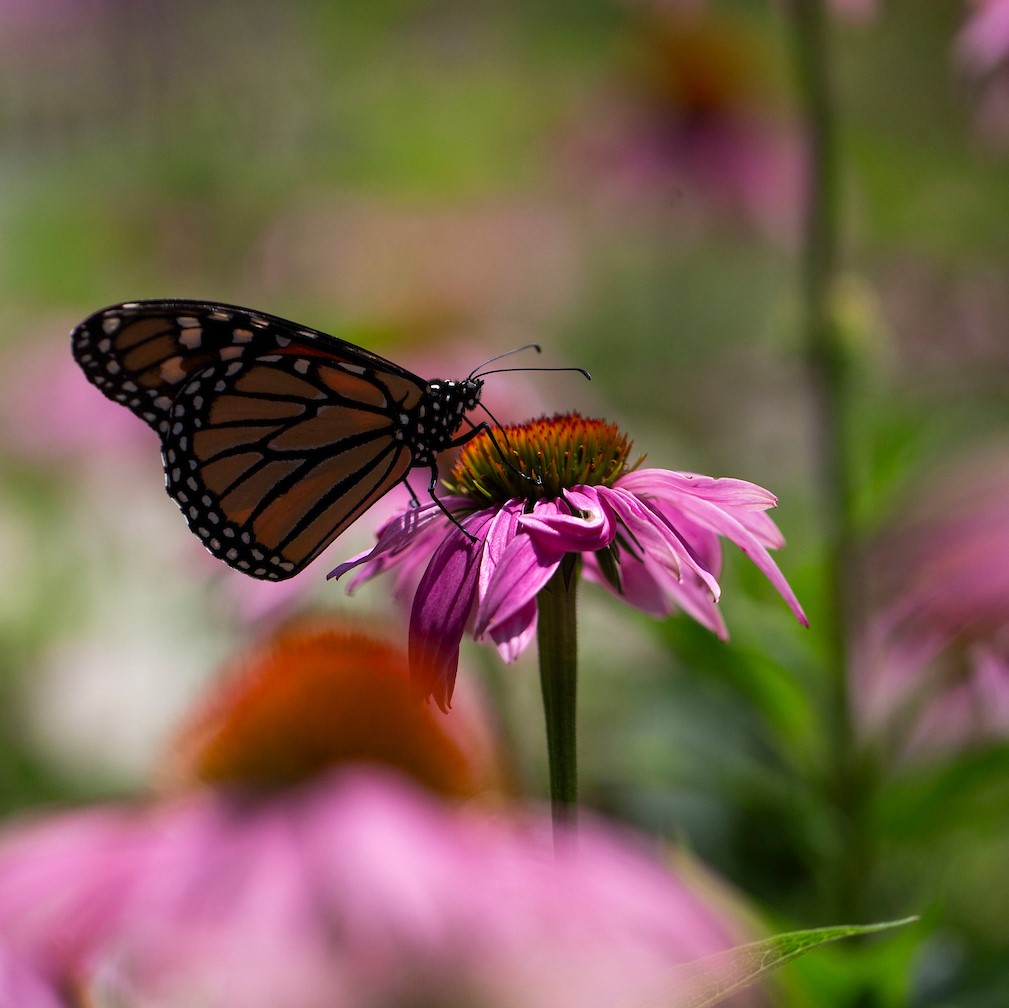 Photo of a butterfly on a flower