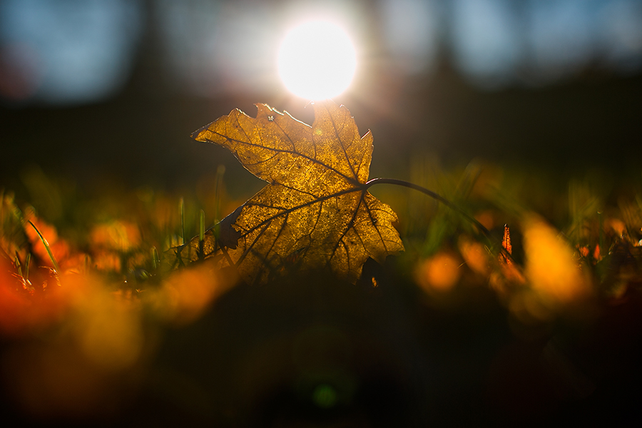 The sun shines over a leaf on the ground.