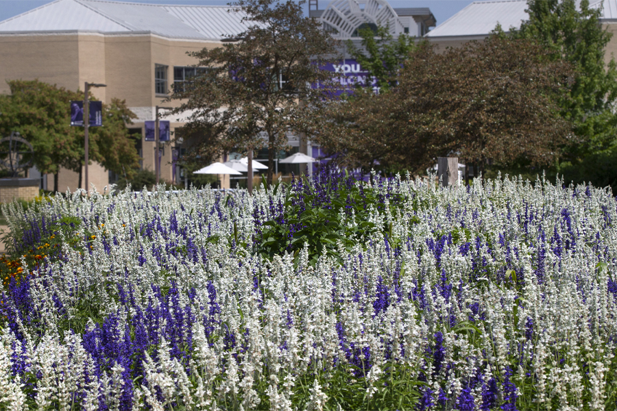 White and purple flowers bloom in front of the University Center.