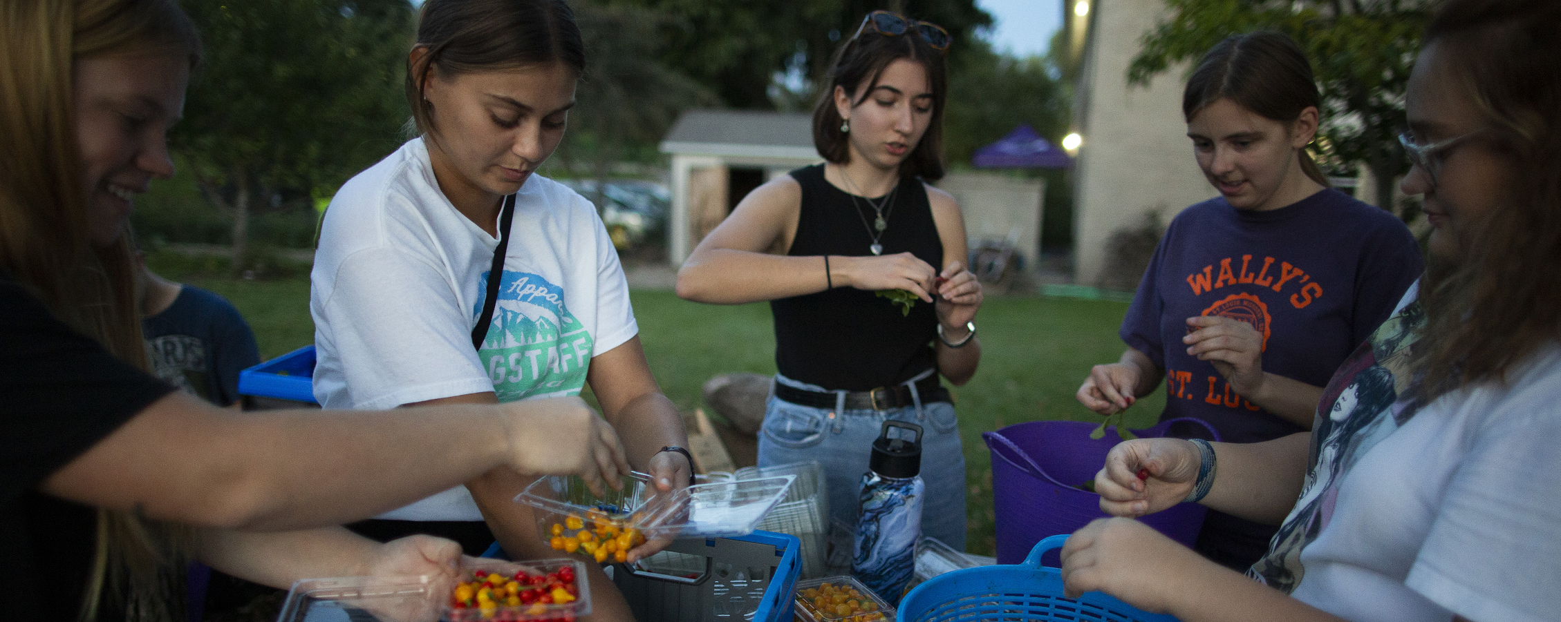 Students package produce for donation at the Campus Garden.
