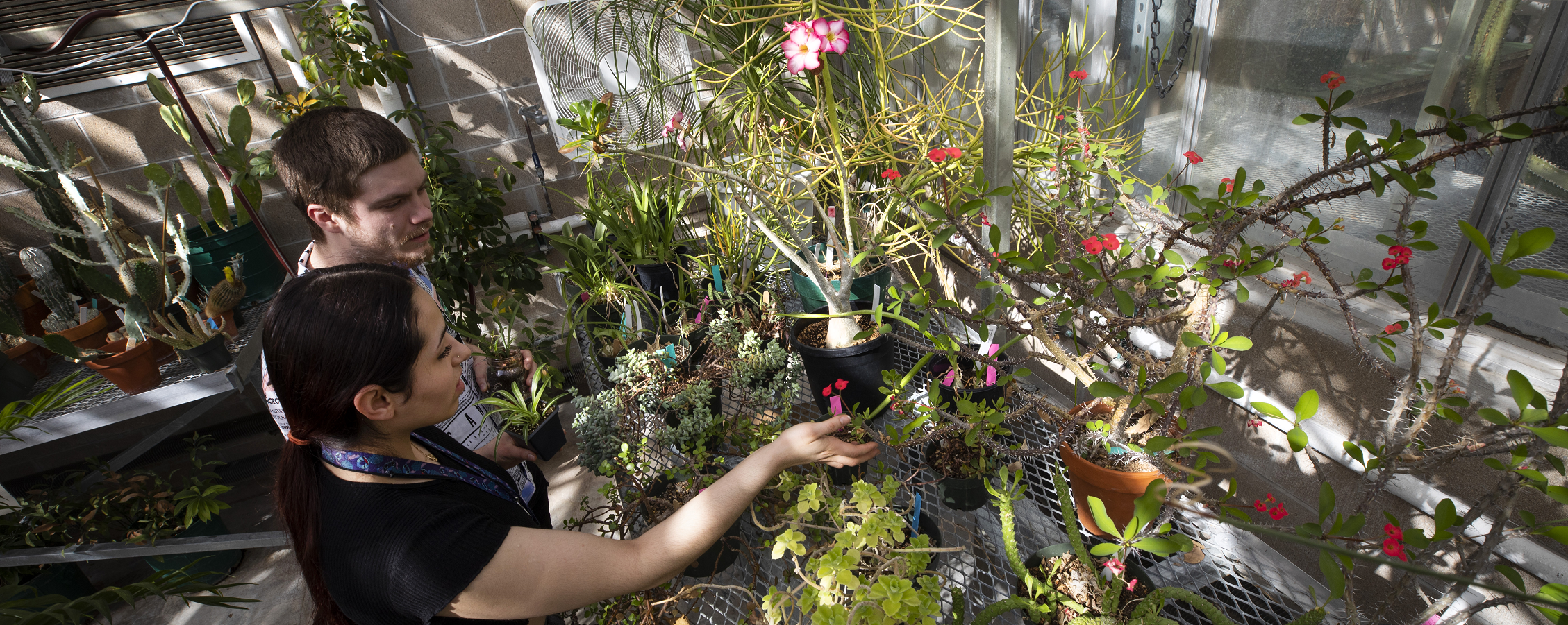 Two students observe plants in bloom in Upham Greenhouse.
