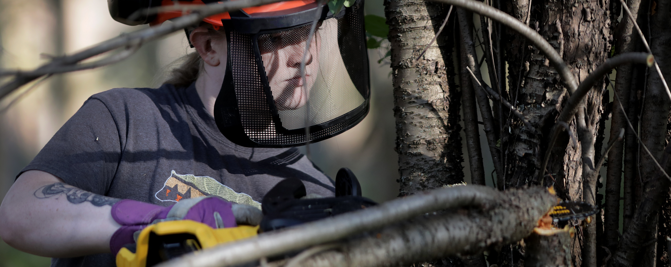 A student uses an electric chainsaw to cut buckthorn.