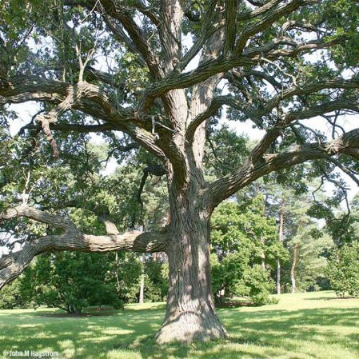 Bur Oak