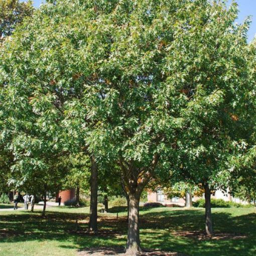 Northern Red Oak