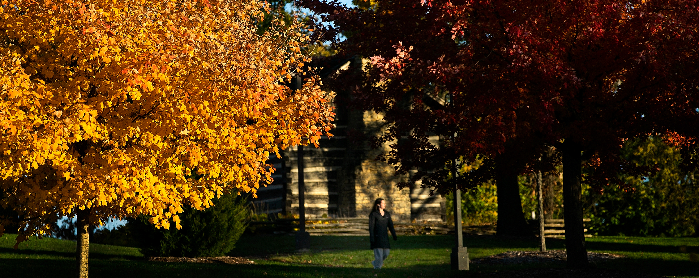 Yellow and red leaves in front of the Halverson Log Cabin while a person walks down a sidewalk.